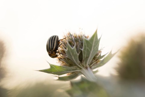 Colorado potato beetle (Leptinotarsa decemlineata), close-up on a flower of the sea thistle