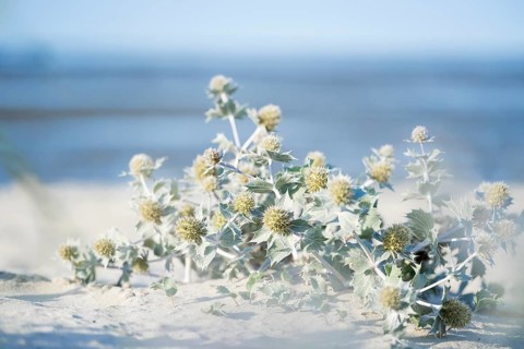 Beach thistle (Eryngium maritimum) in the sand, in the background beach, sea and horizon, Schillig,
