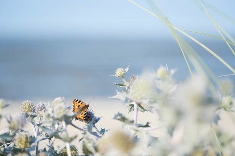 Small tortoiseshell (Aglais urticae) butterfly, on a sea thistle (Eryngium maritimum), in the