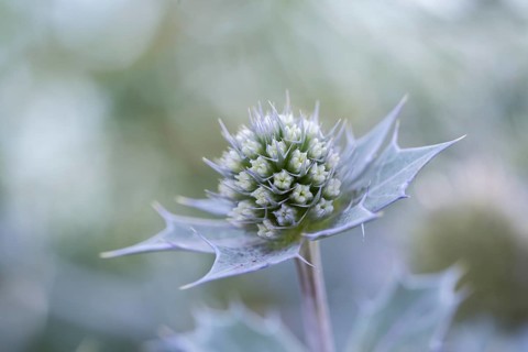 Sea thistle (Eryngium maritimum), close-up of a not yet fully opened flower, Schillig, Lower