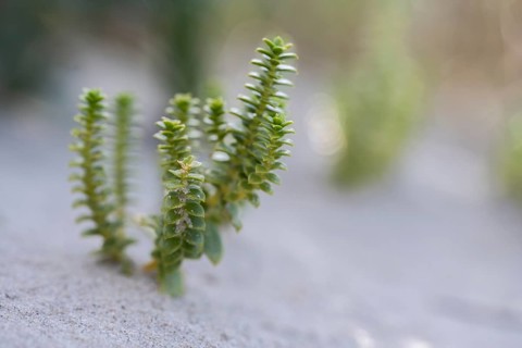 Beach pennywort (Atriplex littoralis), close-up of typical dune vegetation in the sand, green,