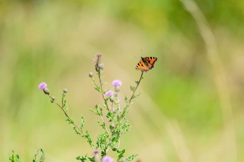 Small tortoiseshell (Aglais urticae) butterfly, on flowering thistle against a soft green