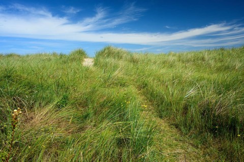 Tall marram grass (Ammophila arenaria) under a blue sky with light clouds, Schillig, Lower Saxony,