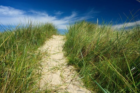 Sandy path with tall marram grass (Ammophila arenaria) under a blue sky with light clouds,