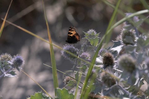 Small tortoiseshell (Aglais urticae) on sea thistle (Eryngium maritimum) between green grasses in