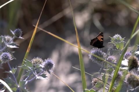 Small tortoiseshell (Aglais urticae) on sea thistle (Eryngium maritimum) between green grasses in