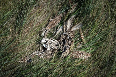 Decomposition remains of a bird (Aves) with bones, feathers and skull, next to remains of a mammal