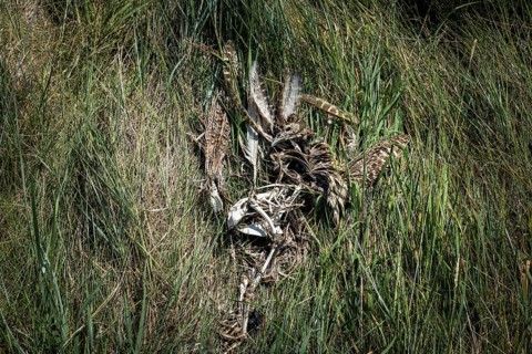Decomposition remains of a bird (Aves) with bones, feathers and skull, next to remains of a mammal