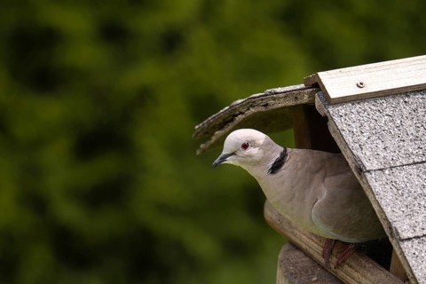 Eurasian collared dove (Streptopelia decaocto), sitting on the side of an old wooden birdhouse
