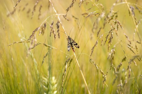 Common scorpionfly (Panorpa communis), close-up sitting between grasses, green background, in the