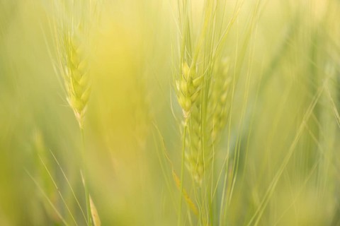 Cereal ears (Poaceae), pastel green, close-up in soft evening light with blurred background,
