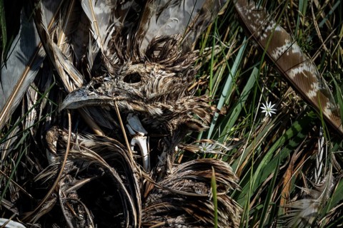 Dead bird (Aves), dried out carcass with skull and remains of feathers lying between dry grass and
