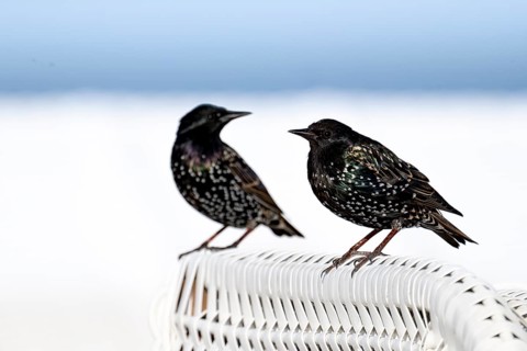 Starling (Sturnus vulgaris), two birds in splendid plumage on the roof of a wicker beach chair,