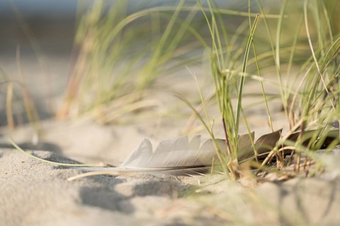 Marram grass (Ammophila arenaria) with a single feather in the sand, close-up in the dunes with the
