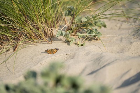 Thistle butterfly (Vanessa cardui), on sand in front of marram grass (Ammophila arenaria) and sea