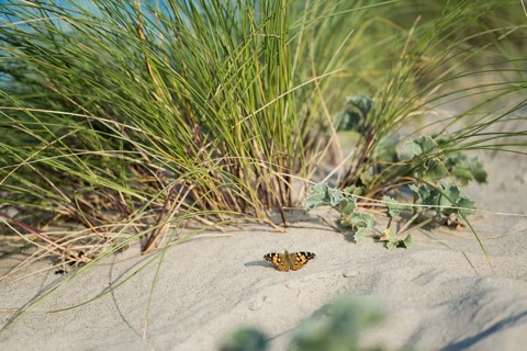 Thistle butterfly (Vanessa cardui), on sand in front of marram grass (Ammophila arenaria) and sea