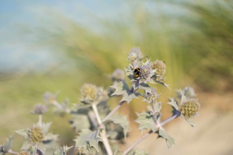 Stone bumblebee (Bombus lapidarius), close-up on the flowers of the sea thistle (Eryngium