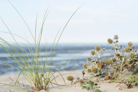 Dune vegetation with marram grass (Ammophila arenaria) and sea thistle (Eryngium maritimum), with