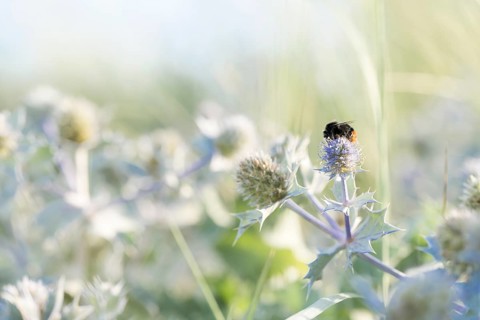 Stone bumblebee (Bombus lapidarius), close-up on a flower of the sea thistle (Eryngium maritimum)