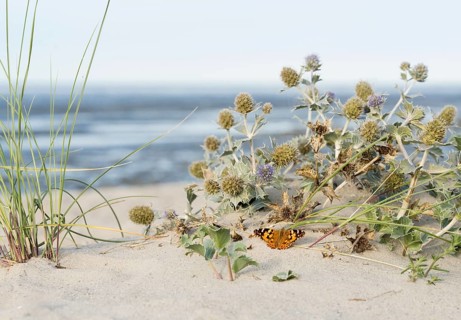 Thistle butterfly (Vanessa cardui) in front of a sea thistle (Eryngium maritimum) on a sandy beach,