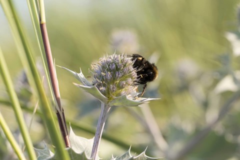 Earth bumblebee (Bombus terrestris) on a flower of the sea thistle (Eryngium maritimum), on the