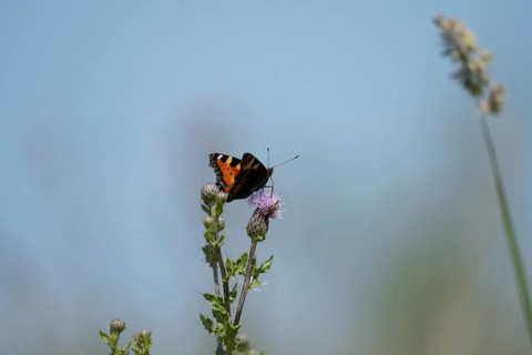 Small tortoiseshell (Aglais urticae) butterfly, on flowering pink thistle against blue sky,
