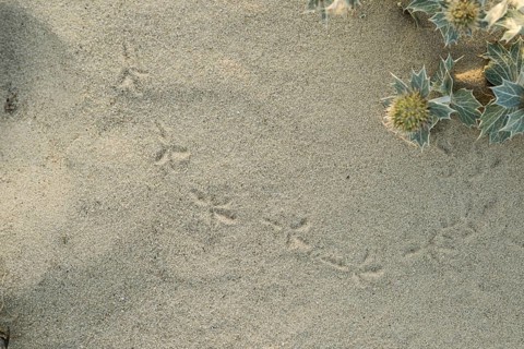 Bird tracks in the sand next to a few flowers of the sea thistle (Eryngium maritimum) in the dune