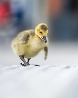 Canada goose chicks (Branta canadensis), close-up while walking along a concrete path with blurred