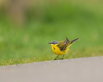Yellow wagtail (Motacilla flava), standing on a road with a bright green background, Hüde, Lower