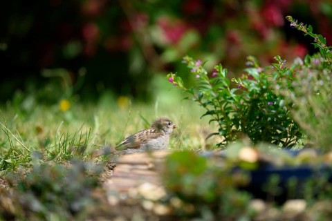 House sparrow chicks (Passer domesticus), in the garden at a bird bath between grass and flowering