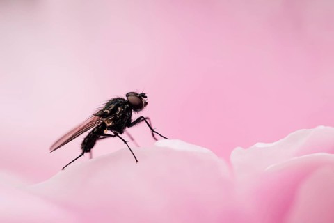 Fly (Diptera), close-up sitting on a pale pink petal of a peony, North Rhine-Westphalia, Germany