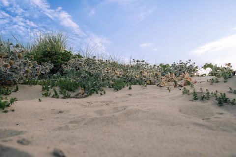 Sea thistle (Eryngium maritimum) in the dunes, wide-angle photograph with extensive stands of
