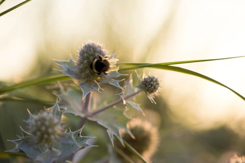 Bumblebee (Bombus spec.) on a sea thistle (Eryngium maritimum) in backlight, dune landscape in the