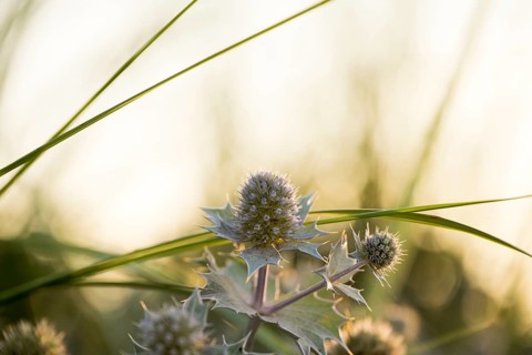 Beach thistle (Eryngium maritimum) with spiny leaves and inflorescences in close-up, in warm