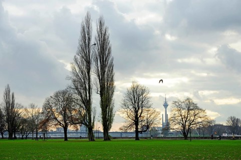 Autumn, trees in the Rhine Park, Pempelfort district, Düsseldorf, Rhineland, North