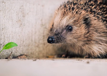 European brown-breasted hedgehog (Erinaceus europaeus), close-up on concrete background in front of