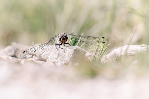 Dragonfly (Odonata), sitting frontally on a stone with spread wings, close-up, Rhauderfehn, Lower