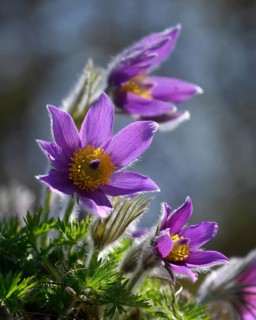 Pasque flower (Pulsatilla vulgaris), close-up of blooming violet flowers against the light,
