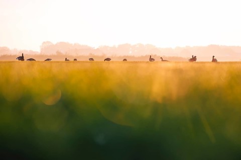 Wild geese (Anser), standing in a row in a field in warm sunset light with blurred green