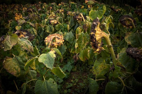 Sunflower field, dried up, empty blossoms of a sunflower (Helianthus annuus), symbolic image