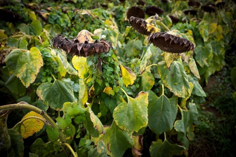 Sunflower field, dried up, empty blossoms of a sunflower (Helianthus annuus), symbolic image