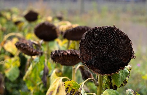 Sunflower field, dried up, empty blossoms of a sunflower (Helianthus annuus), symbolic image