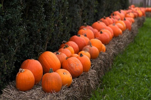 Halloween pumpkins, ornamental pumpkins, pumpkin, gourds, lying in front of a stall, Stuttgart,