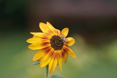 Sunflower (Helianthus annuus), Field bumblebee (Bombus pascuorum), Blossom, Nectar, Garden, Autumn,