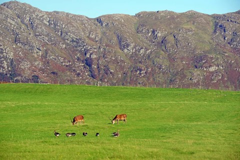 Deer and geese in a green meadow against a rocky mountain backdrop, Morar, Scotland, Great Britain