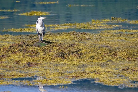 Grey heron standing in the water surrounded by algae on the loch, Loch Eil, Scotland, Great Britain