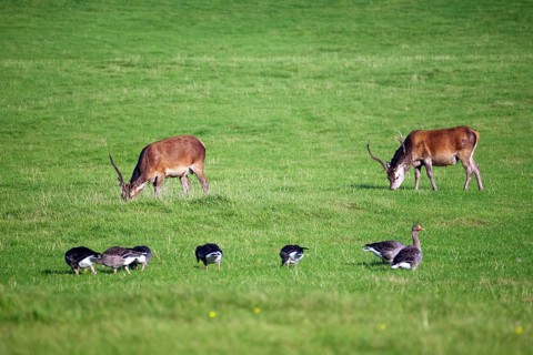 Deer and geese in a green meadow in a tranquil natural setting, Morar, Scotland, United Kingdom