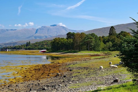 Sheep grazing on a shore with picturesque mountain scenery in the background, view of Ben Nevis,
