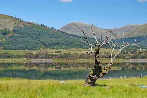 A gnarled, dead tree in front of a loch, framed by a mountainous landscape, Loch Eil, Scotland,