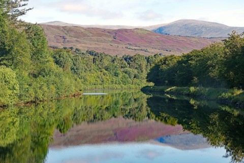 Calm river surrounded by forest with reflections of the wooded hills, heather blossom, Caledonian
